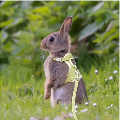 Cute Rabbit Strap Pulling Rope Set Rabbit Pet Accessories Small Pet Bracket Teddy Panda Pulling Rope Rabbit Collar Rabbit Accessories